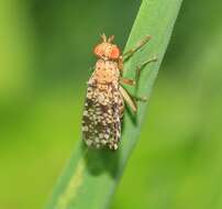 Image de Trypetoptera punctulata (Scopoli 1763)