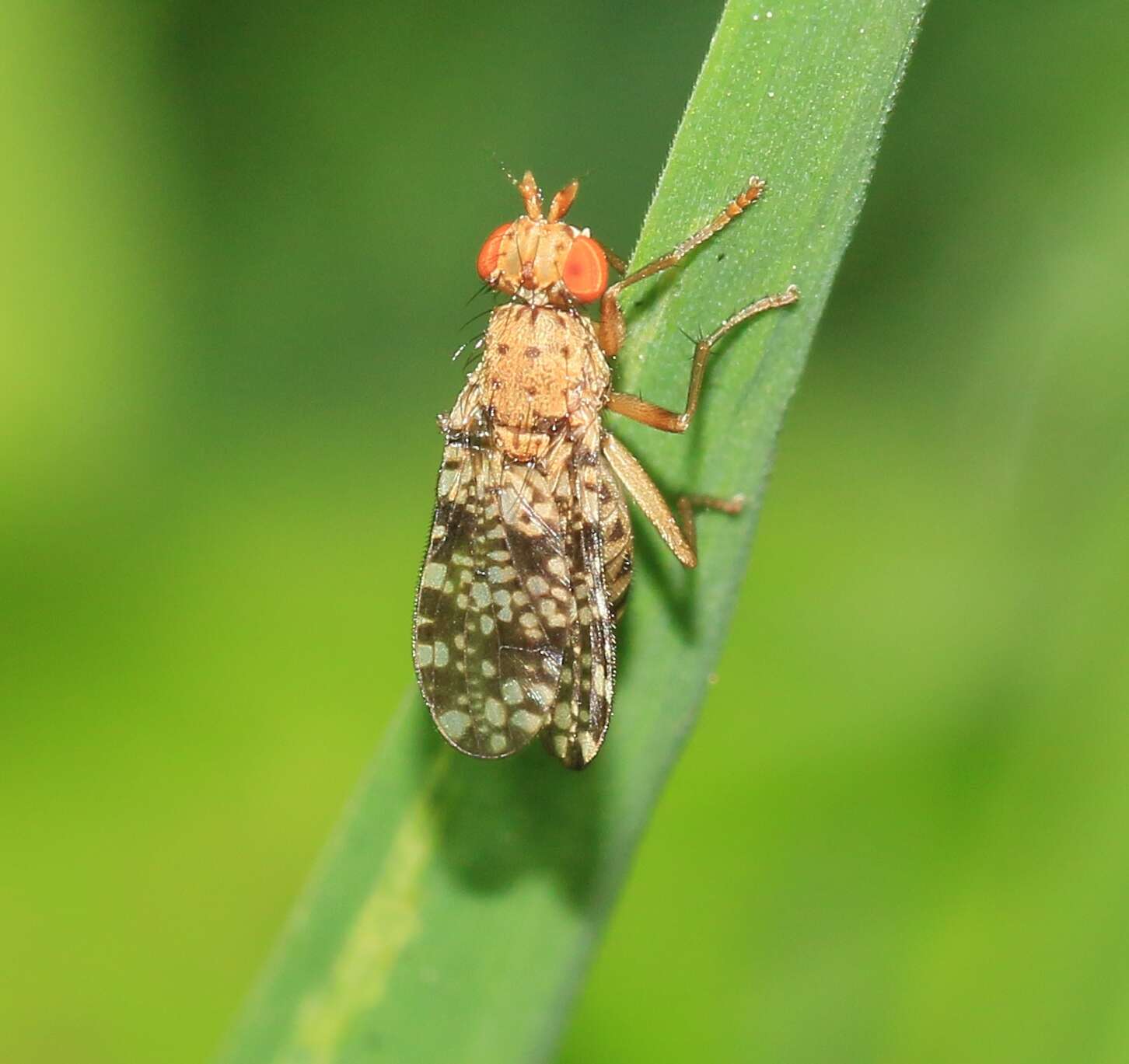 Image of Trypetoptera punctulata (Scopoli 1763)