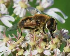 Image of <i>Eristalis nemorum</i>