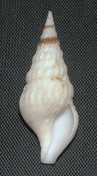 Image of Drillia maculomarginata Kilburn & Stahlschmidt 2012