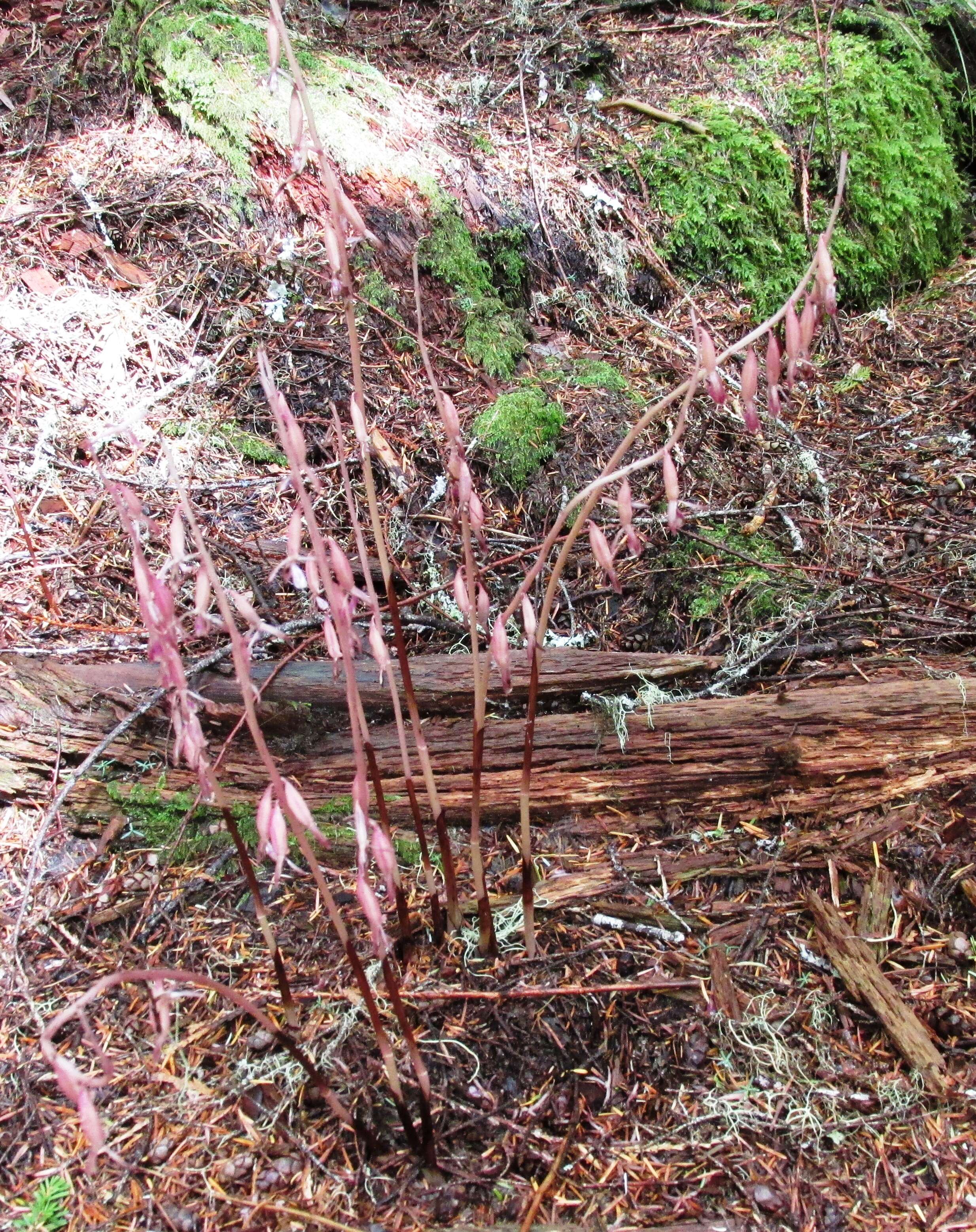 Image of Pacific coralroot