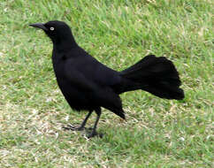 Image of Greater Antillean Grackle