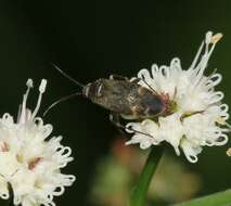 Atractotomus magnicornis (Fallen 1807)的圖片