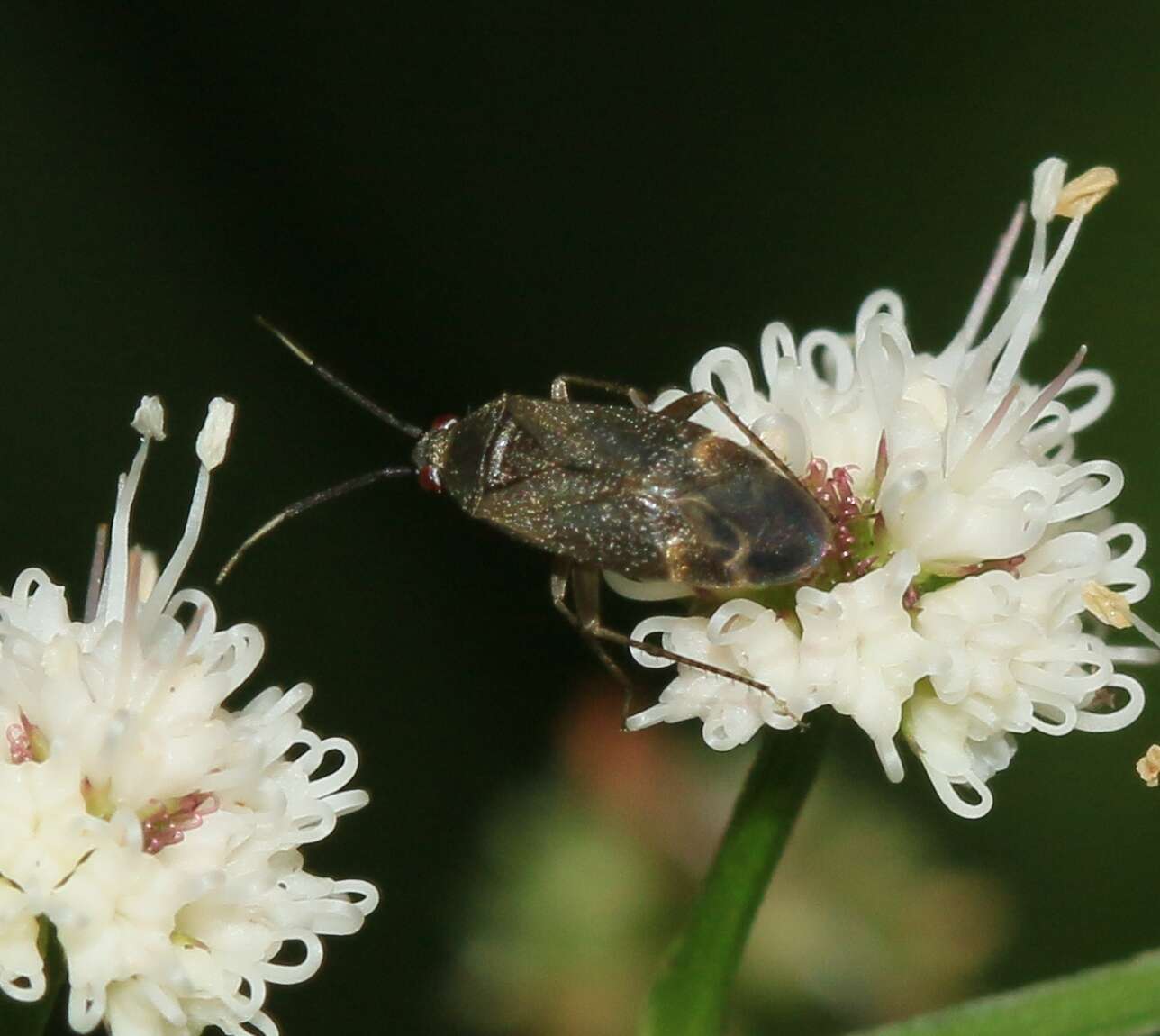 Atractotomus magnicornis (Fallen 1807)的圖片