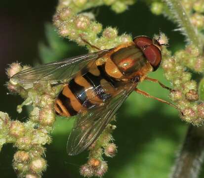 Image of Syrphus torvus Osten Sacken 1875