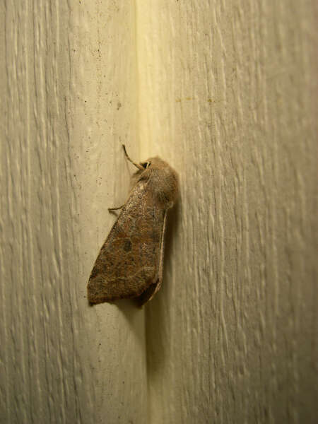 Imagem de Orthosia hibisci Guenée 1852