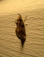 Image of Moonseed Moth