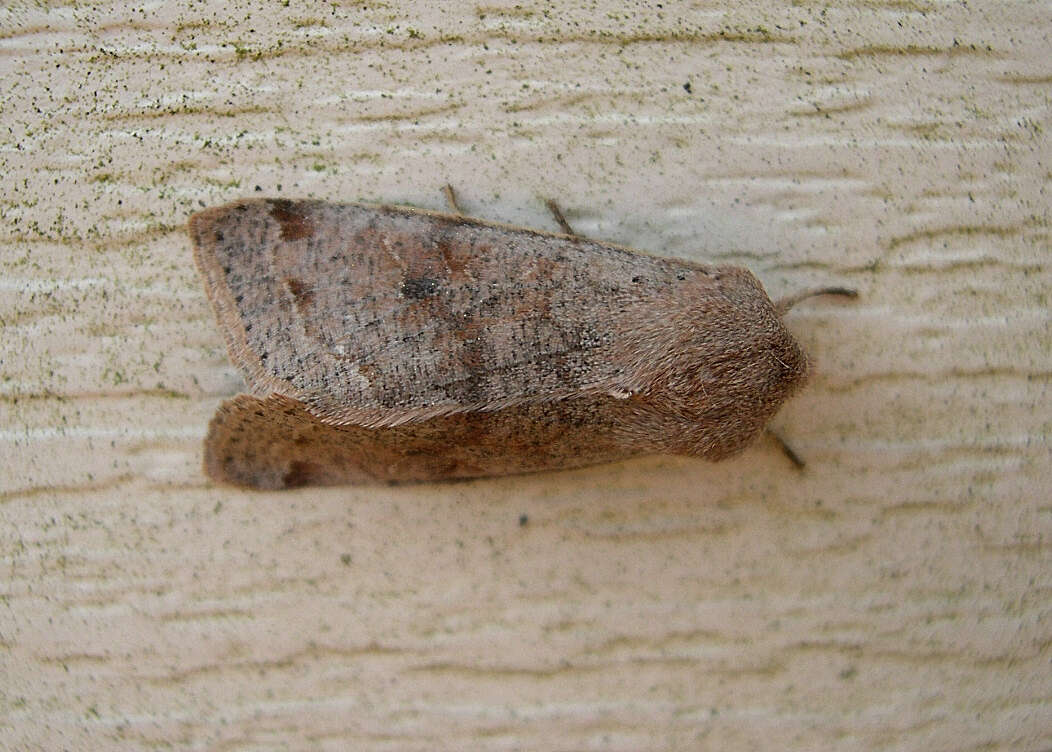 Imagem de Orthosia hibisci Guenée 1852