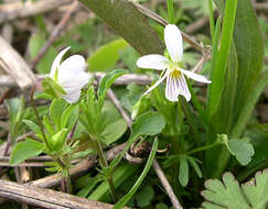 Imagem de Viola canadensis L.