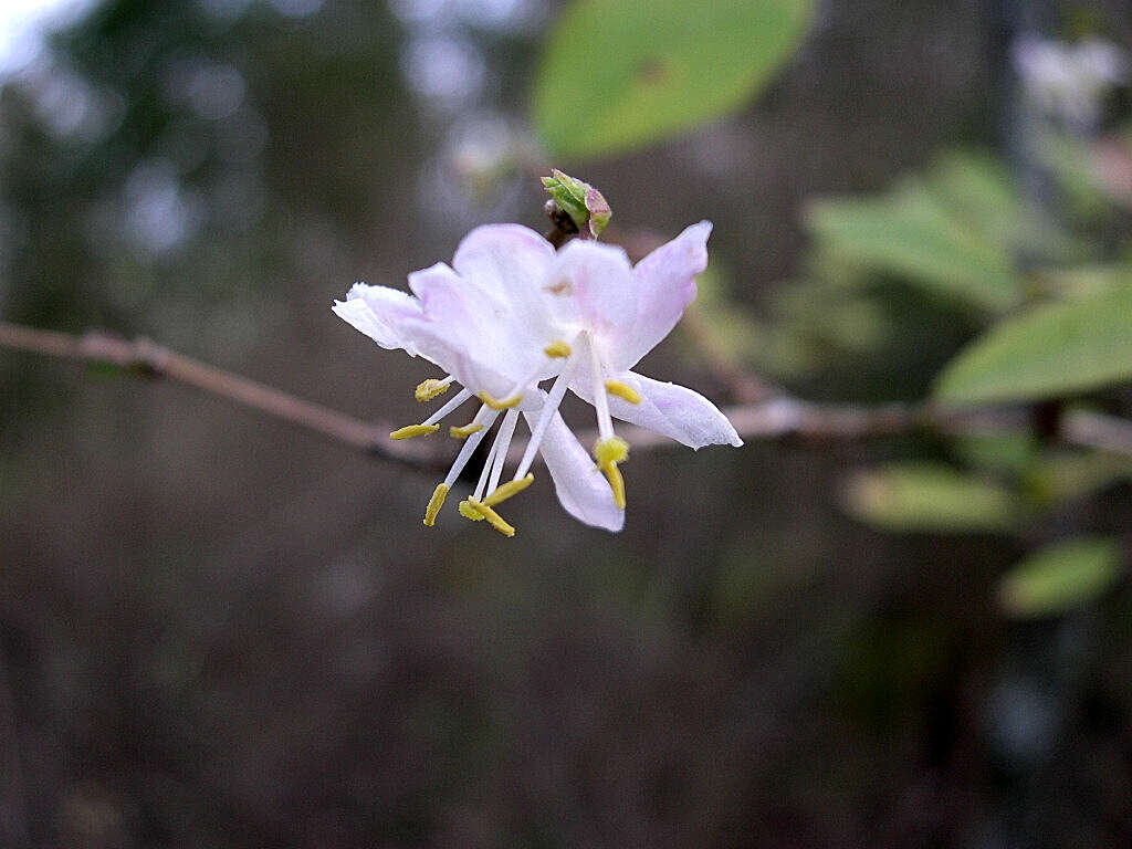 Imagem de Lonicera fragrantissima Lindl. & Paxt.