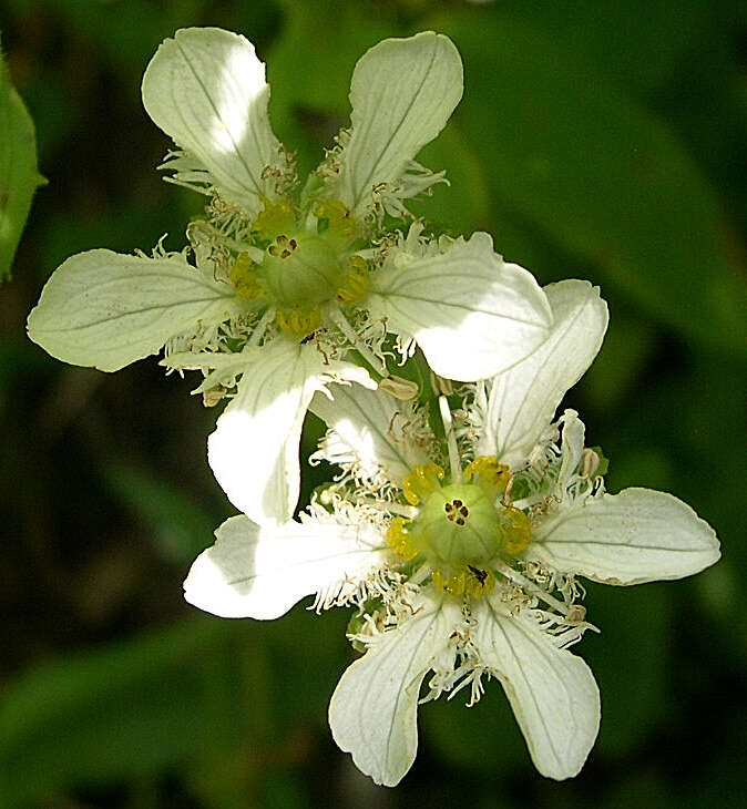 Image of fringed grass of Parnassus