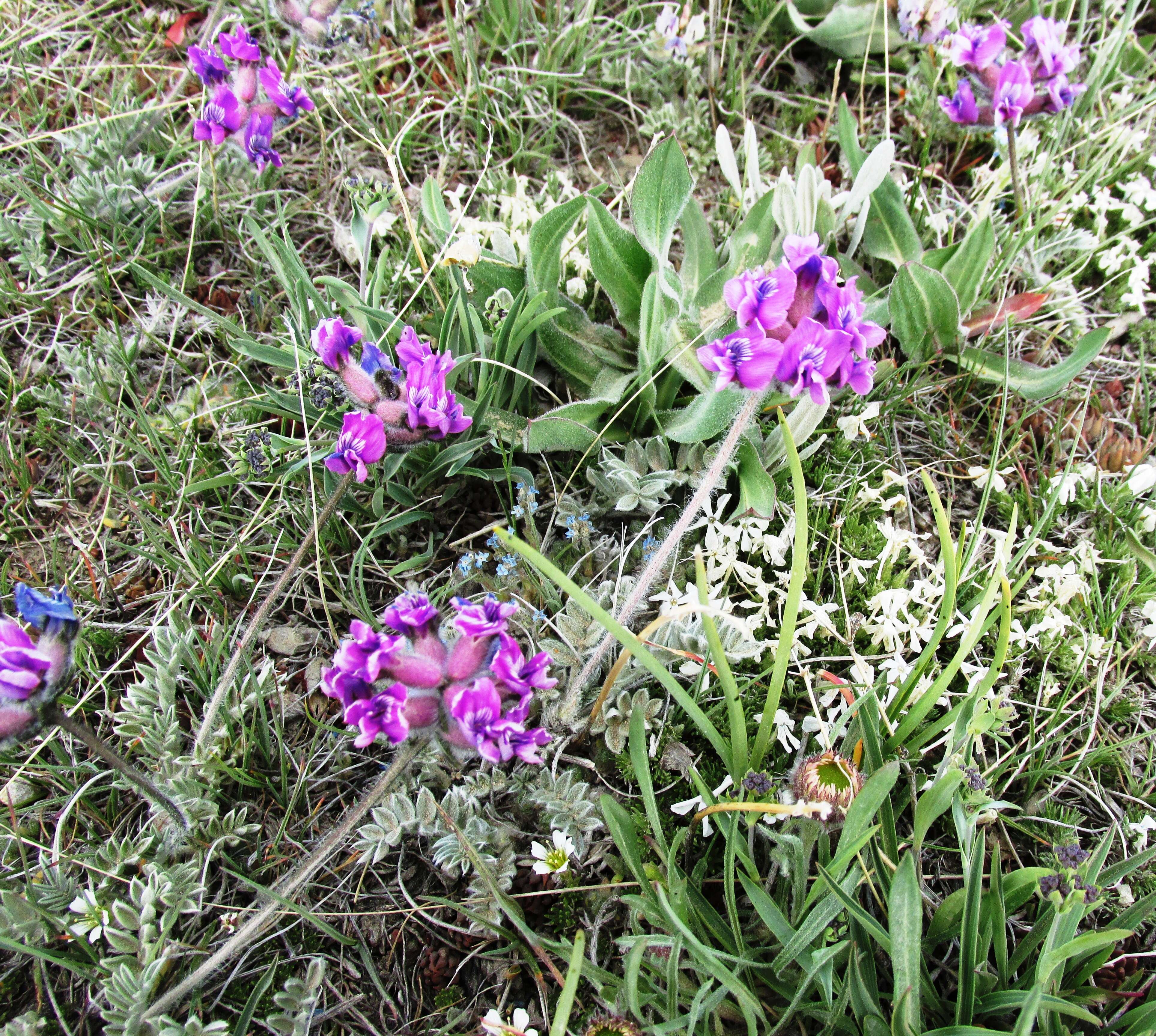 صورة Astragalus alpinus L.