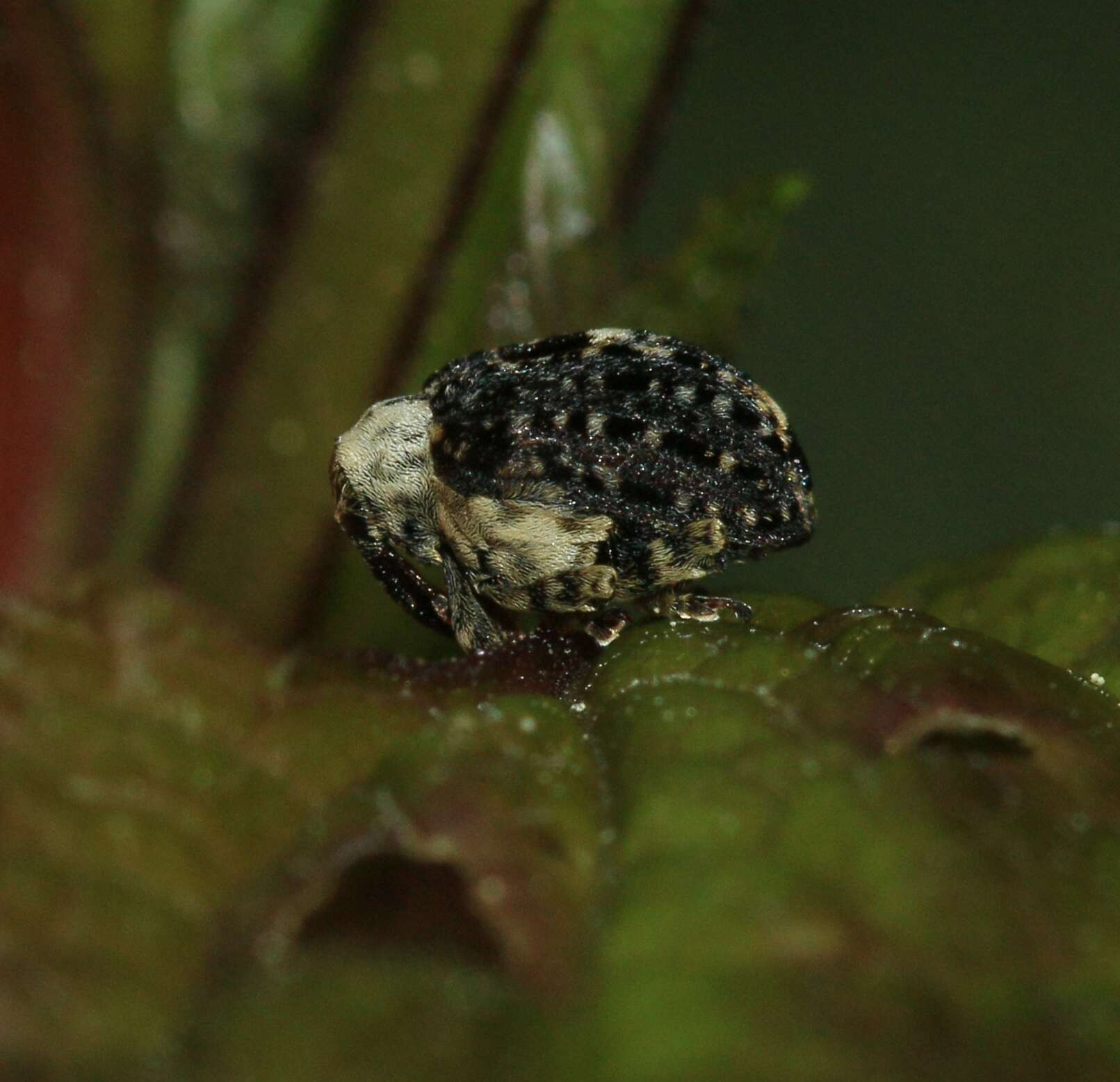 Image of Figwort weevil