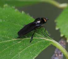 Image of Beris chalybata (Forster 1771)