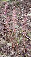 Image of Pacific coralroot