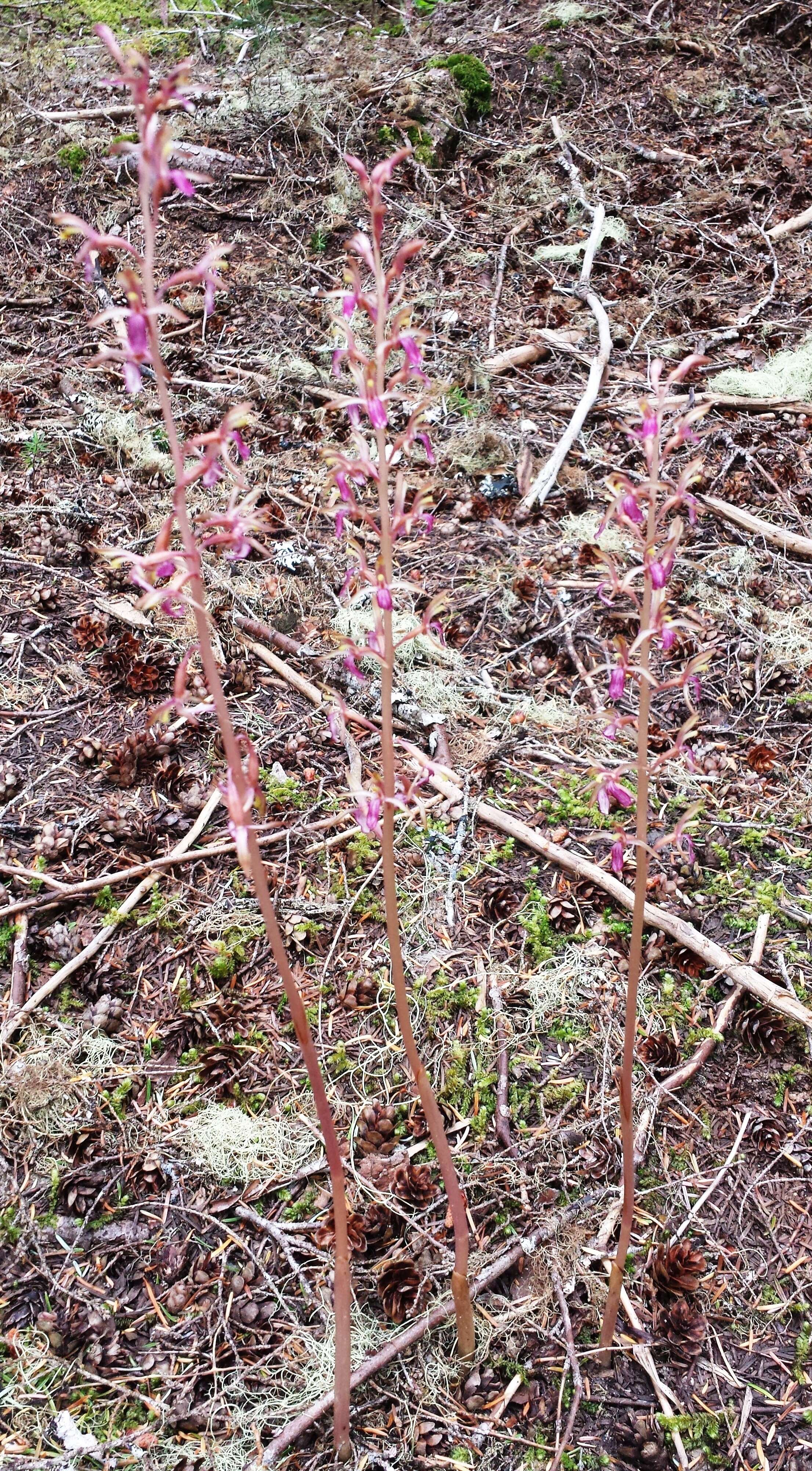 Image of Pacific coralroot