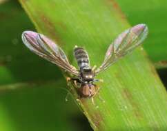 Image of big-headed flies