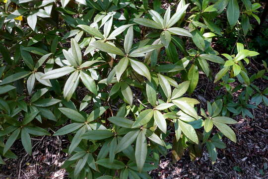 Image de Rhododendron davidsonianum Rehder & Wilson