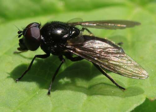 Image of Cheilosia vicina (Zetterstedt 1849)