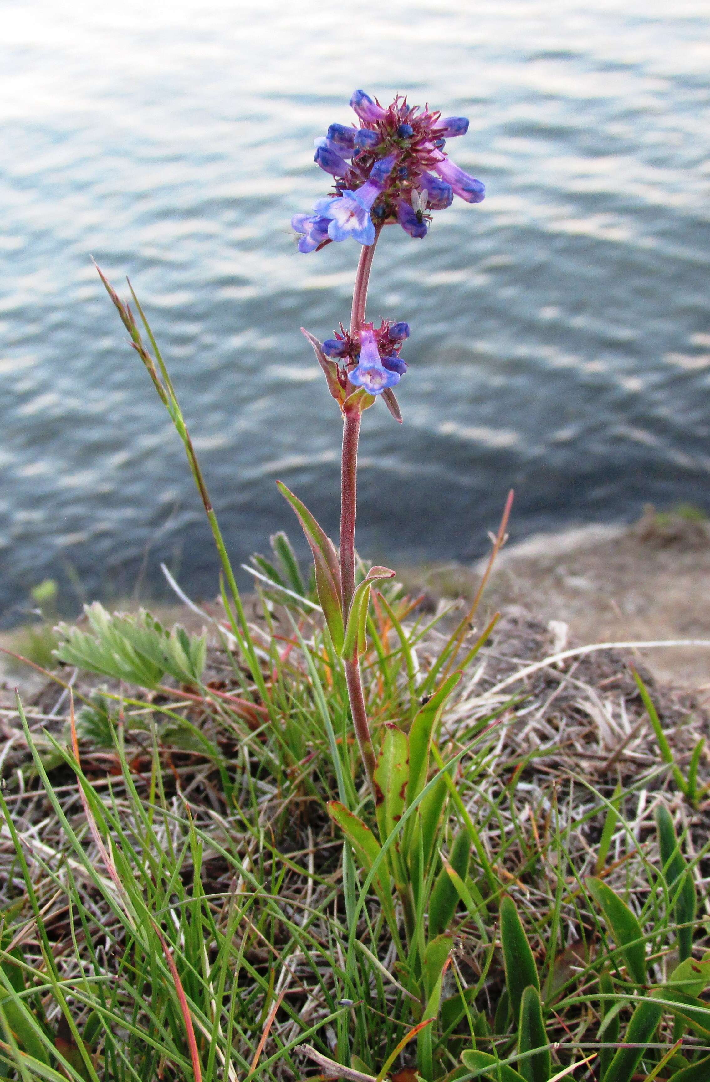 Image of littleflower penstemon