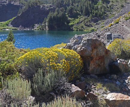 Image of rubber rabbitbrush