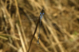 Image de Lestes praemorsus Hagen ex Selys 1862