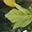 Image de Artocarpus mariannensis