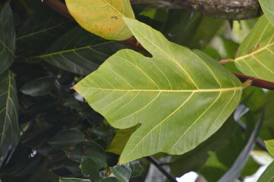 Image de Artocarpus mariannensis