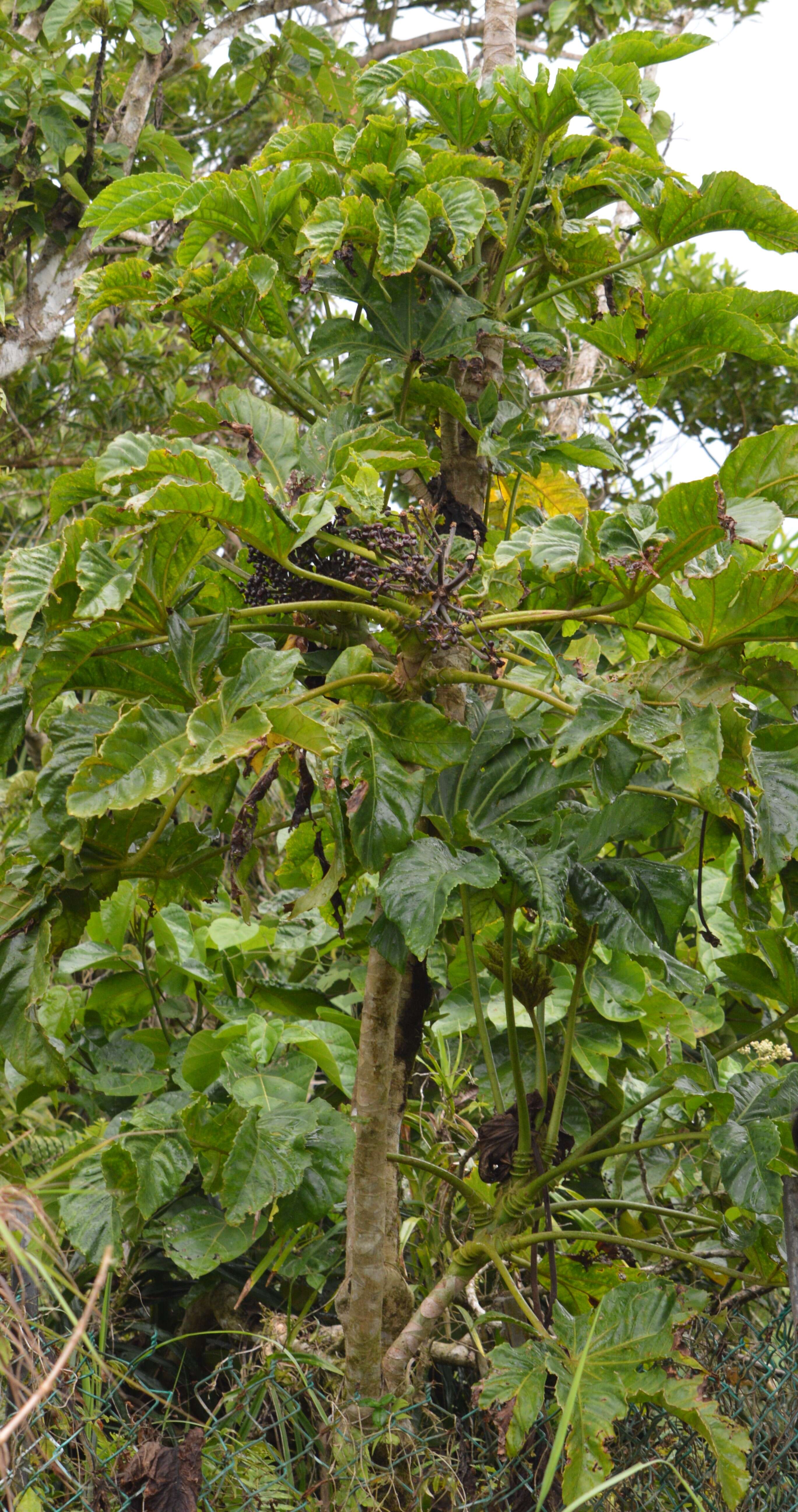 Image of Osmoxylon mariannense (Kaneh.) Fosberg & Sachet