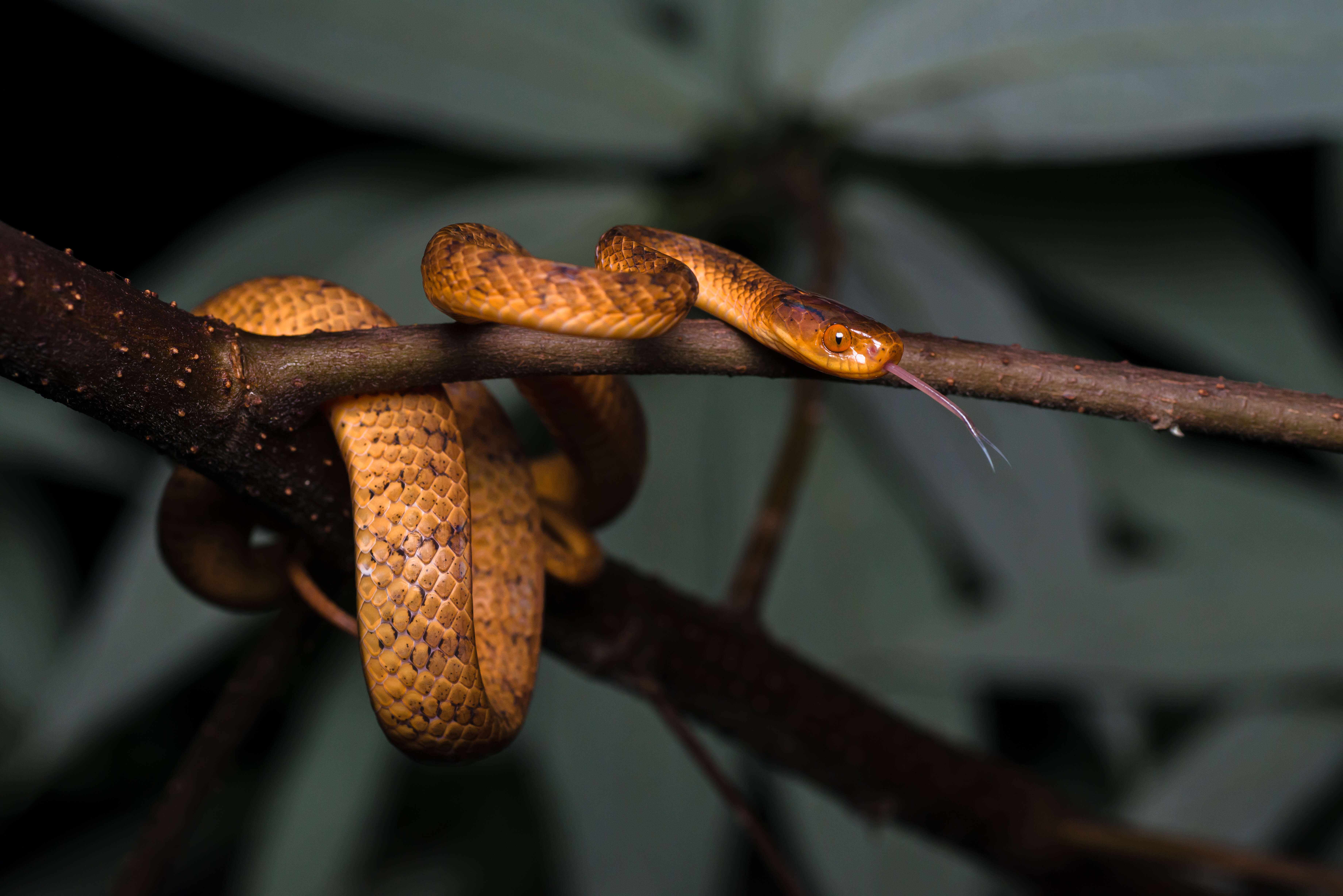 Image of Hampton's Slug Snake