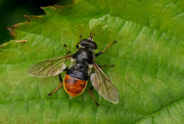 Image of Pine hoverfly