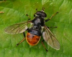 Image of Pine hoverfly