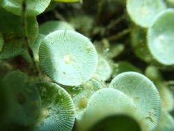 Image of Acetabularia acetabulum