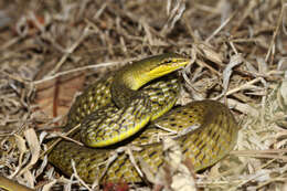 Image of Perrotet's Vine Snake