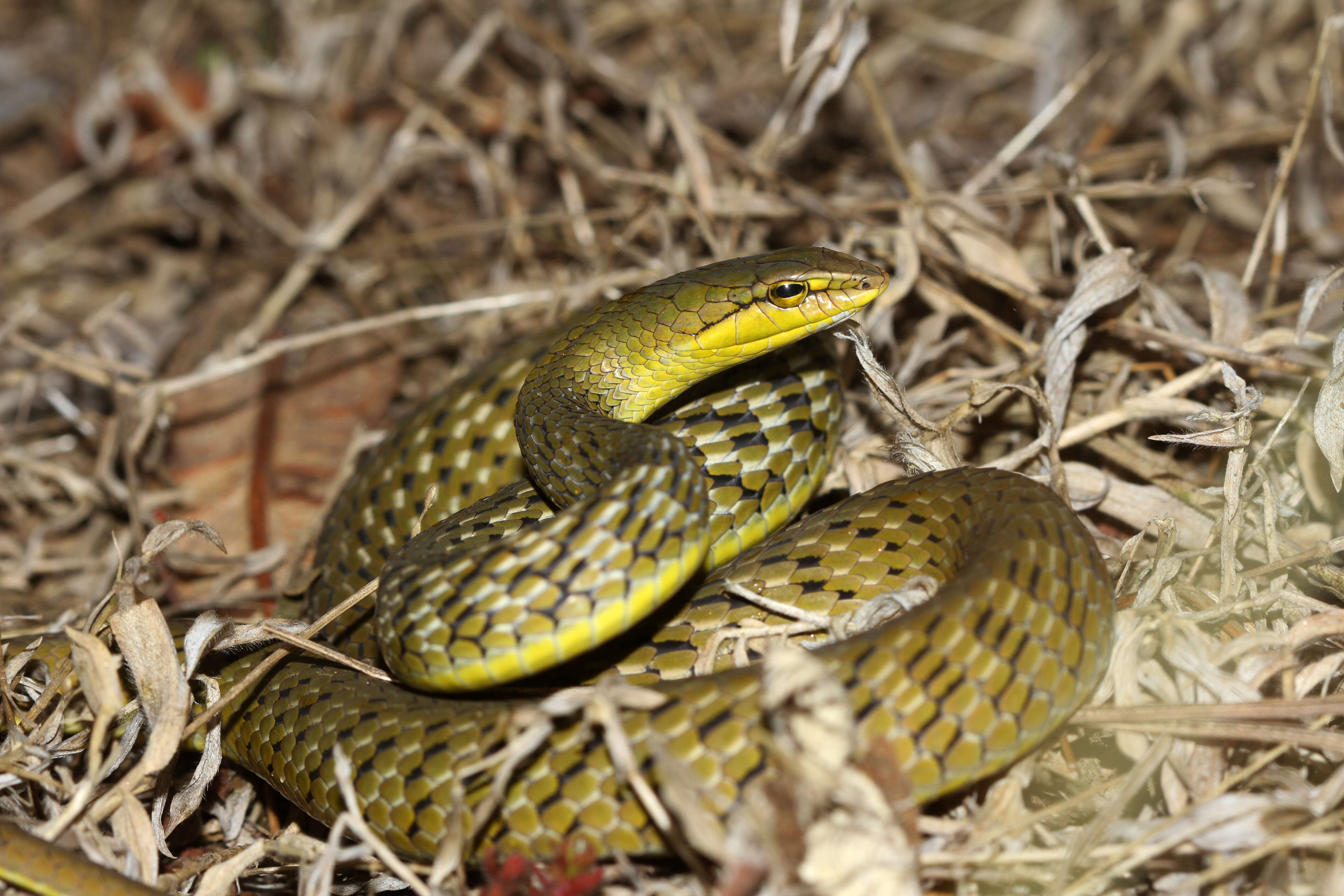 Image of Perrotet's Vine Snake