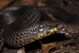 Image of Perrotet's Mountain Snake
