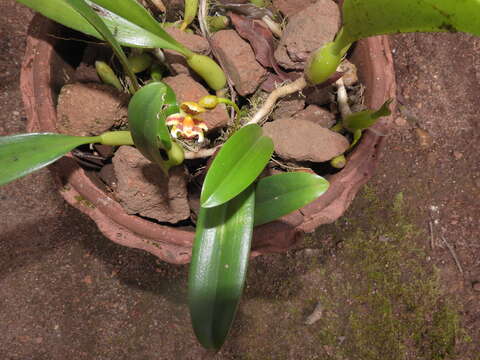 Plancia ëd Bulbophyllum pteroglossum Schltr.