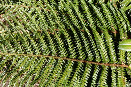 Image of Korean tasselfern