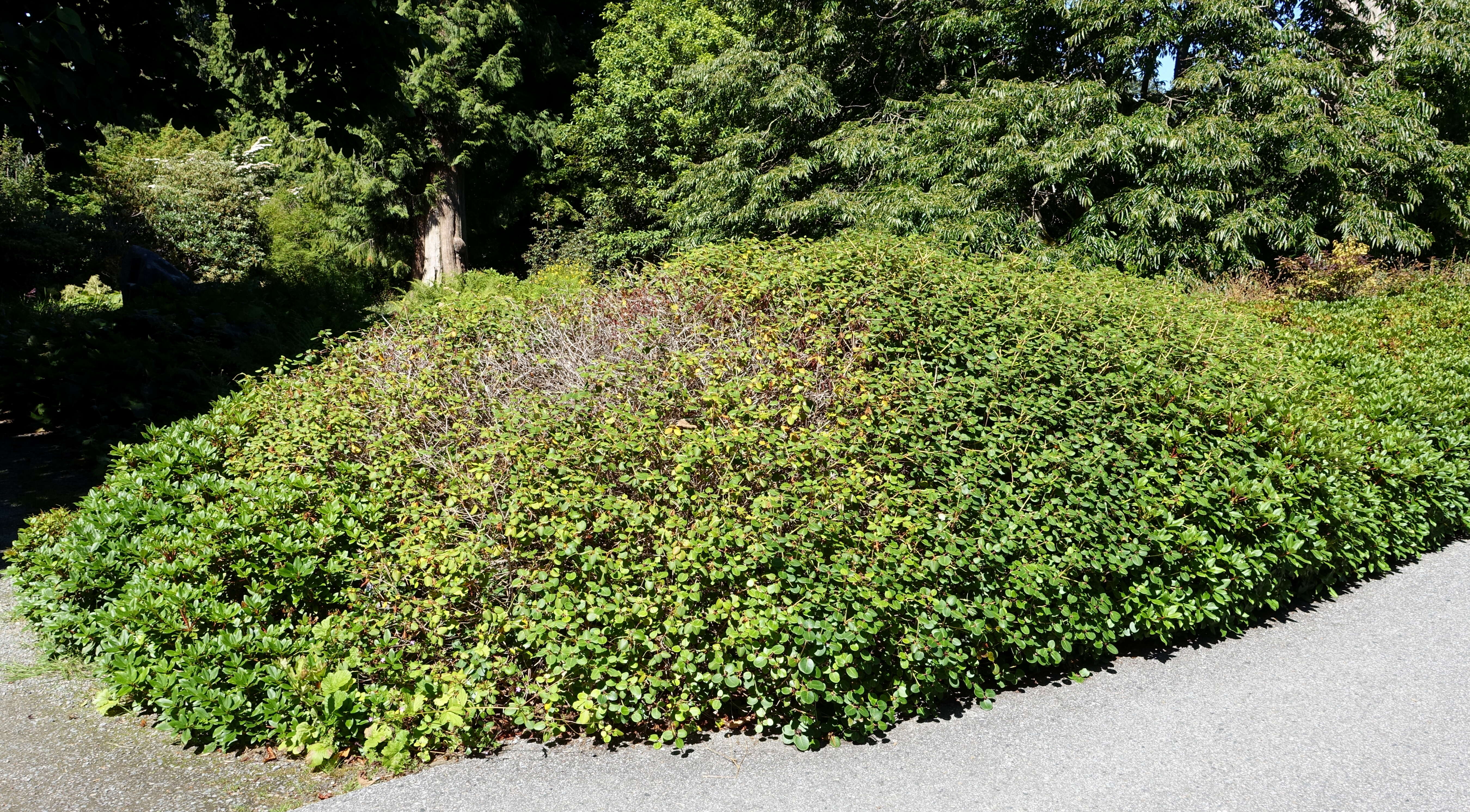 Image of Rhododendron williamsianum Rehder & E. H. Wilson