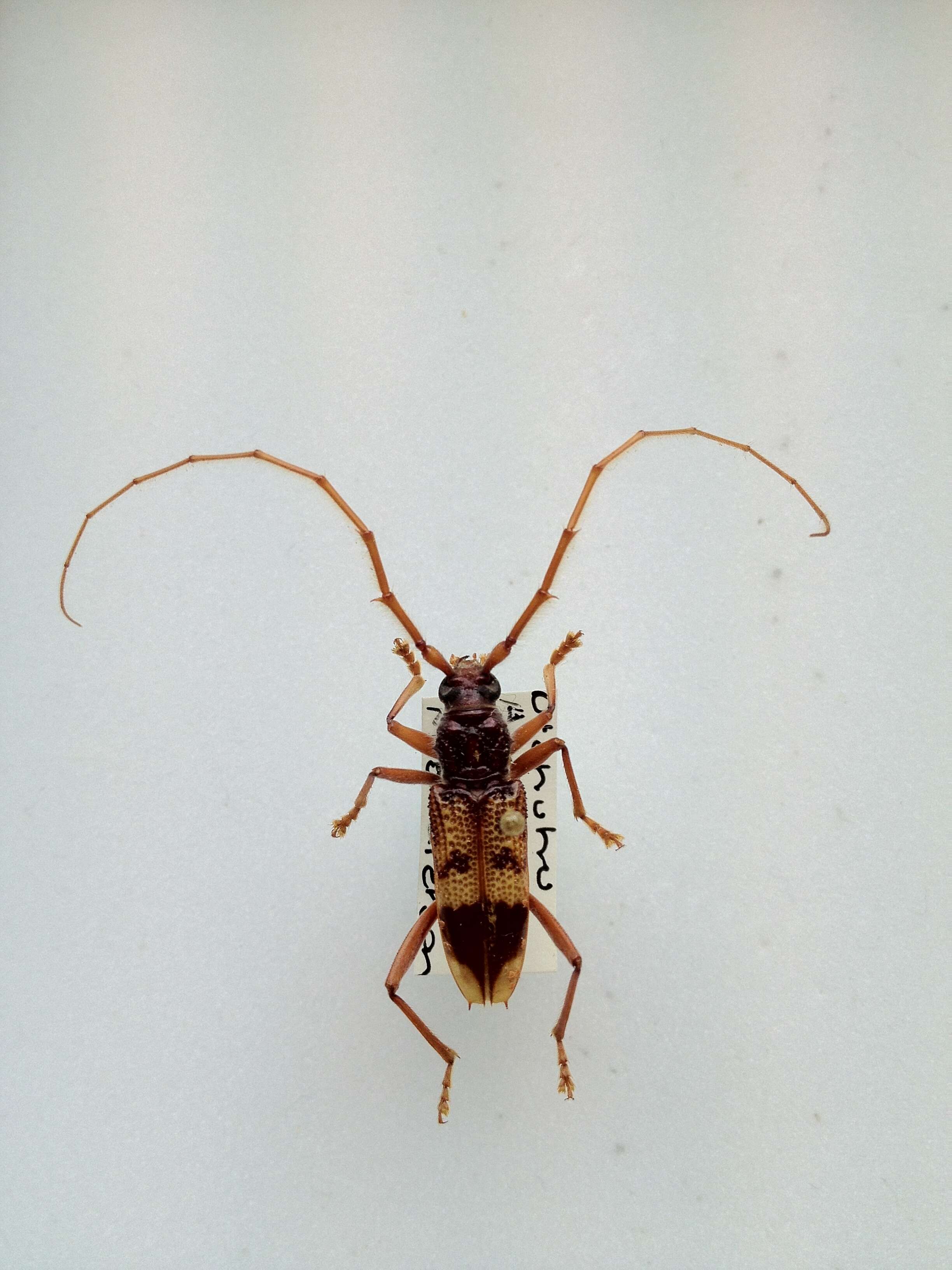 Image of Eucalyptus longhorned borer