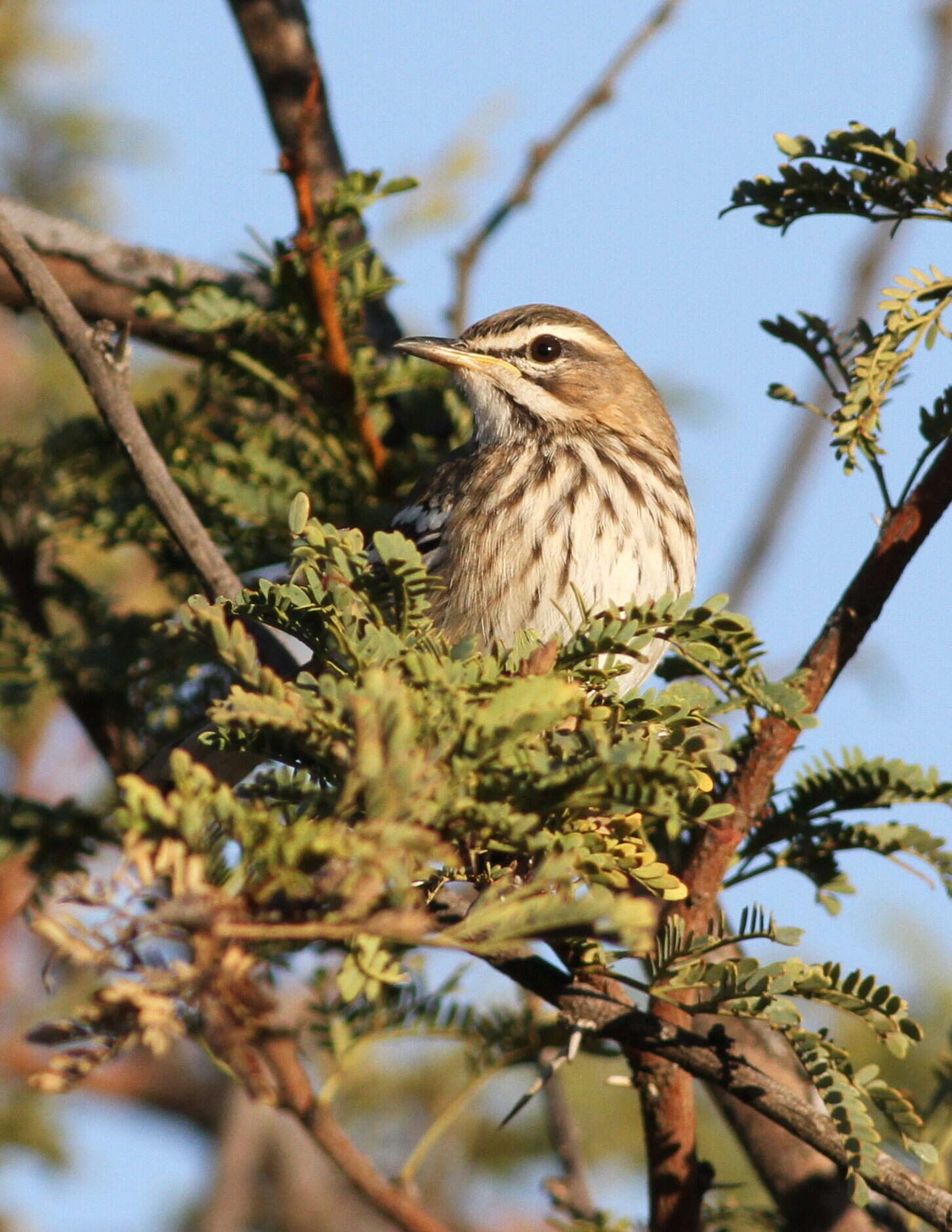 Image of White-browed Scrub Robin