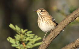 Image of White-browed Scrub Robin