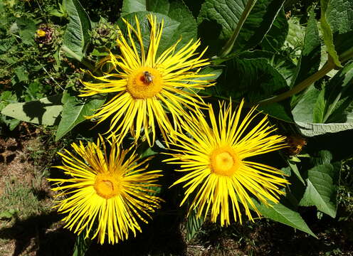 Image de Inula magnifica Lipsky