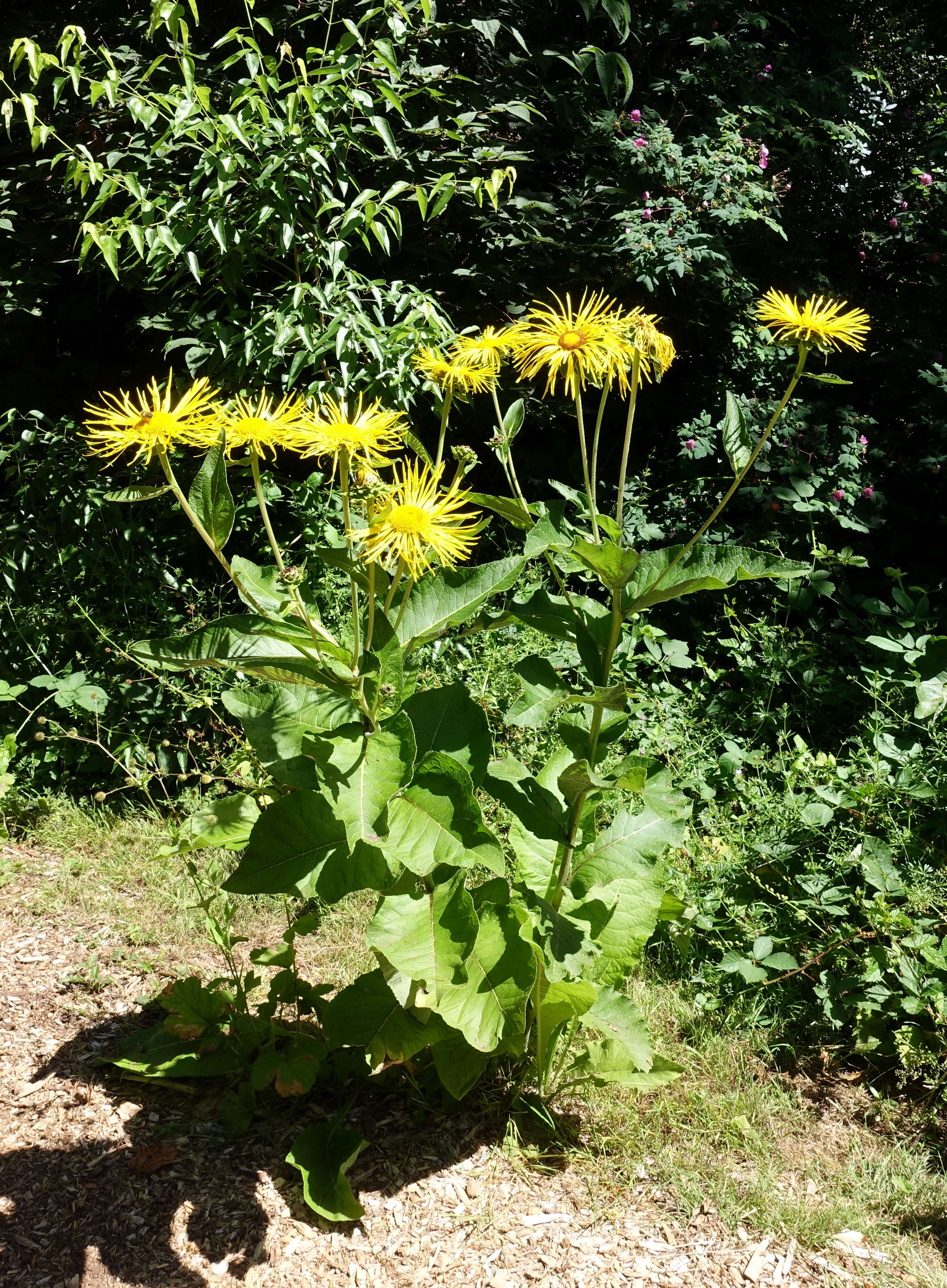 Image of Inula magnifica Lipsky