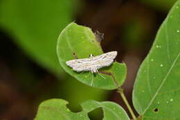 Image de Parapoynx fluctuosalis Zeller 1852