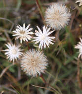 Imagem de Pyrrocoma apargioides (A. Gray) Greene