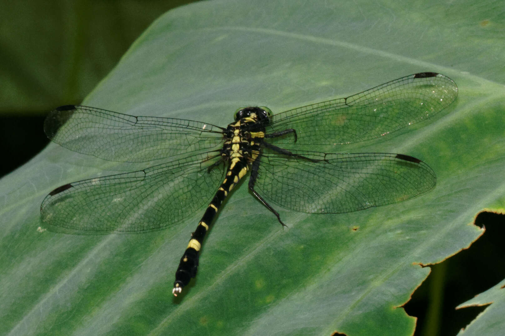 Image of Merogomphus tamaracherriensis Fraser 1931