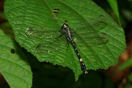 Image of Merogomphus tamaracherriensis Fraser 1931