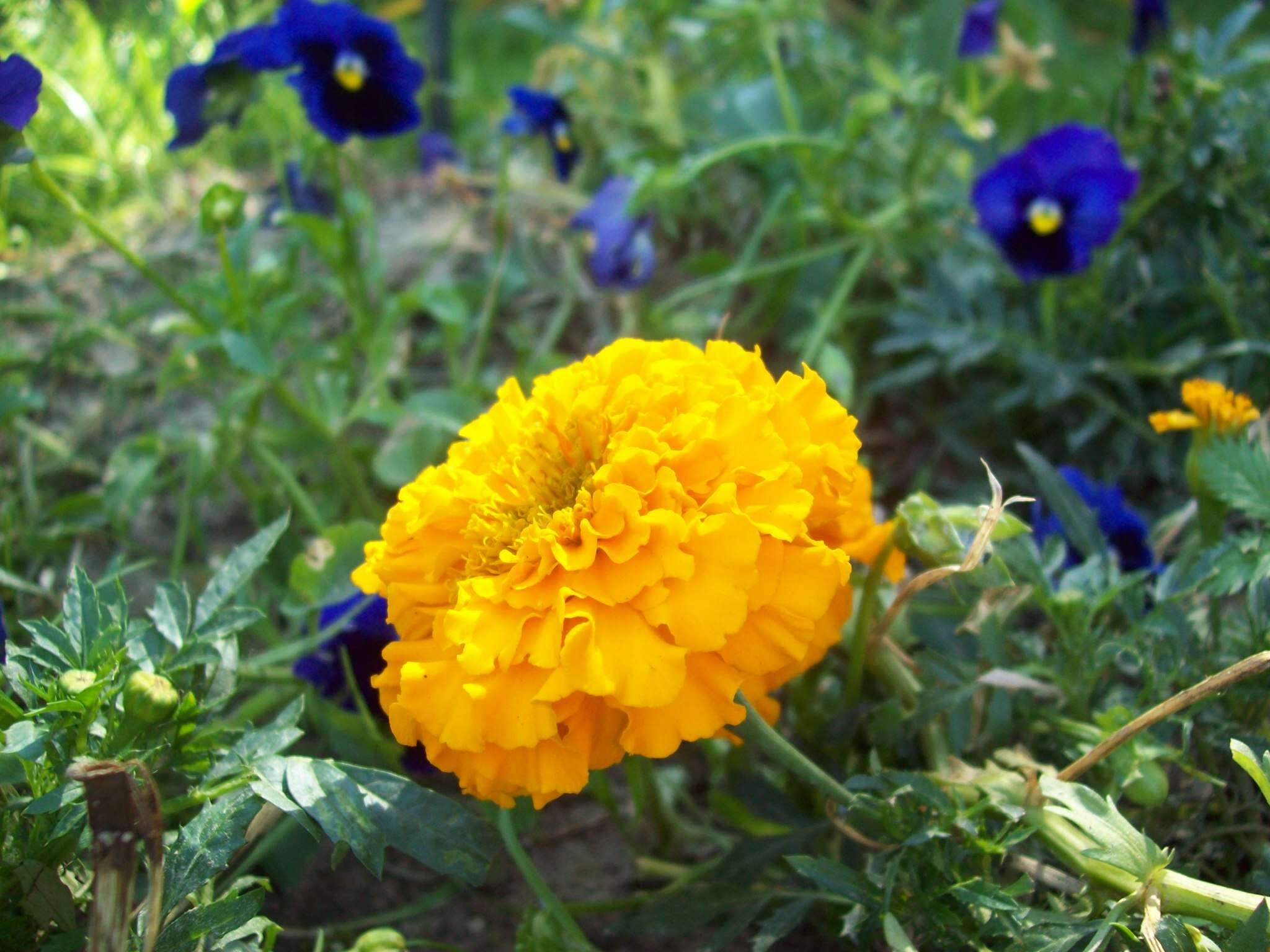 Tagetes erecta L. resmi