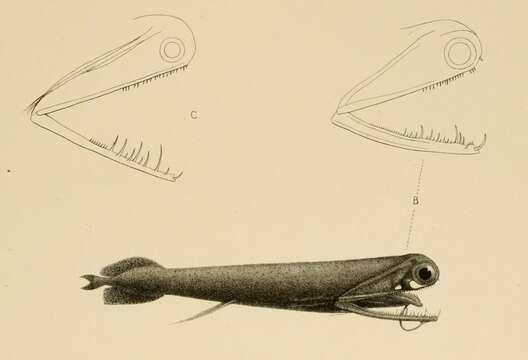 Image of Stoplight loosejaw